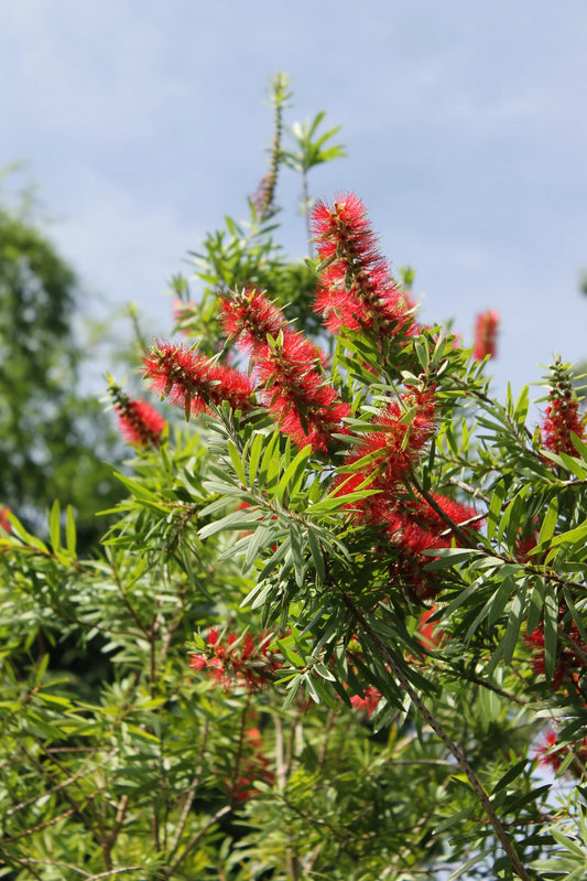 3 gal Bottlebrush shrub