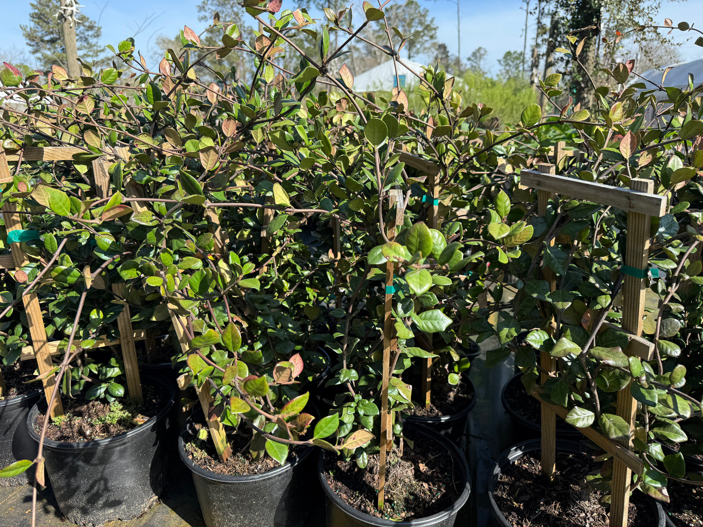 Confederate jasmine