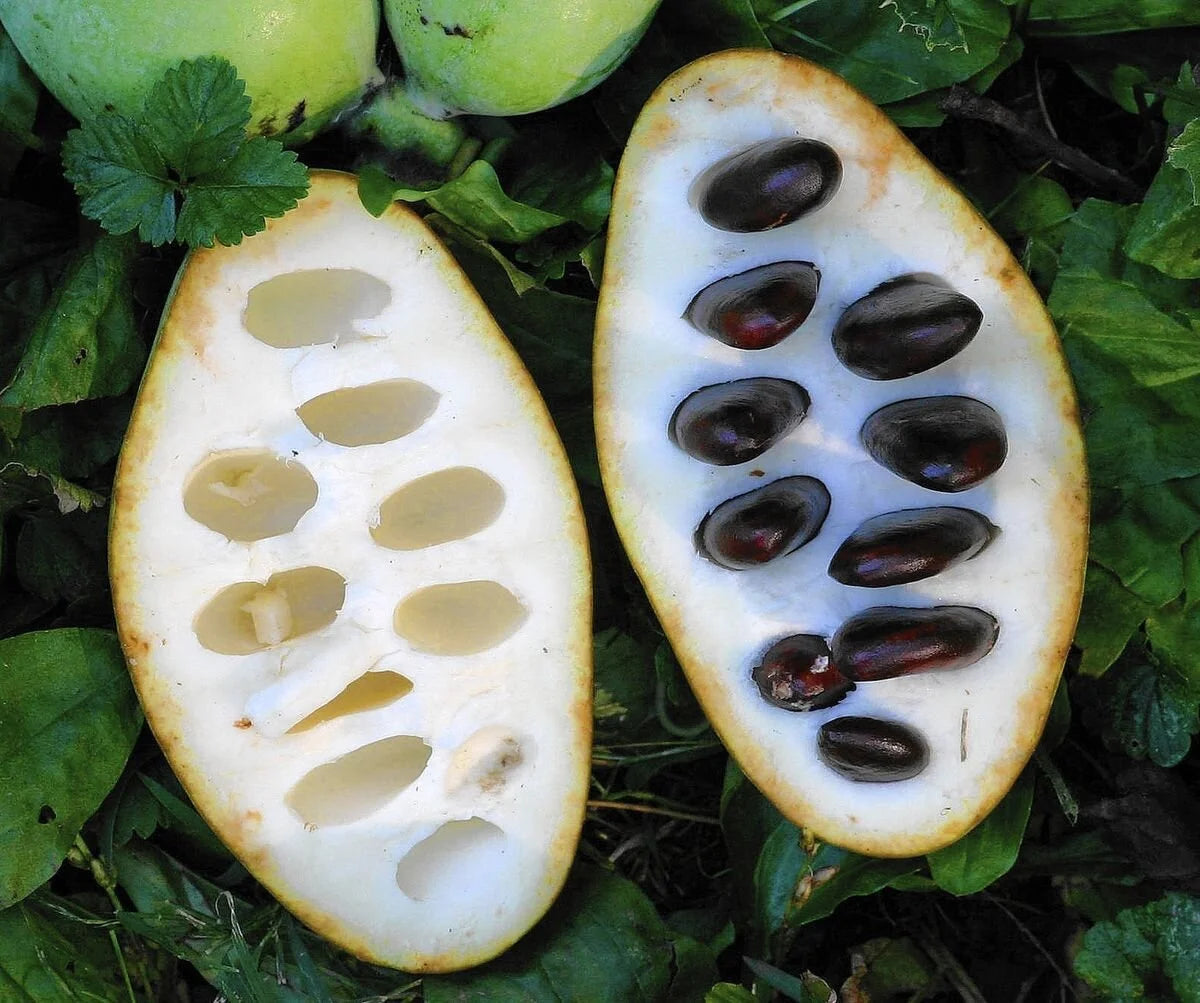 3 gal Pawpaw