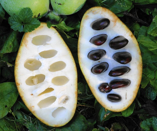 3 gal Pawpaw