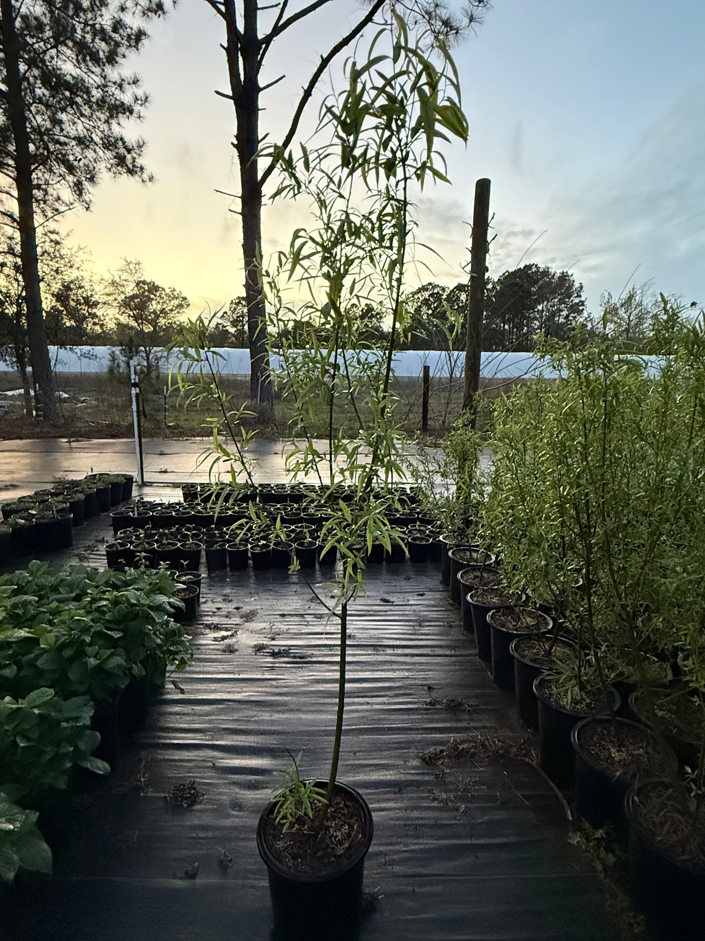 Black willow