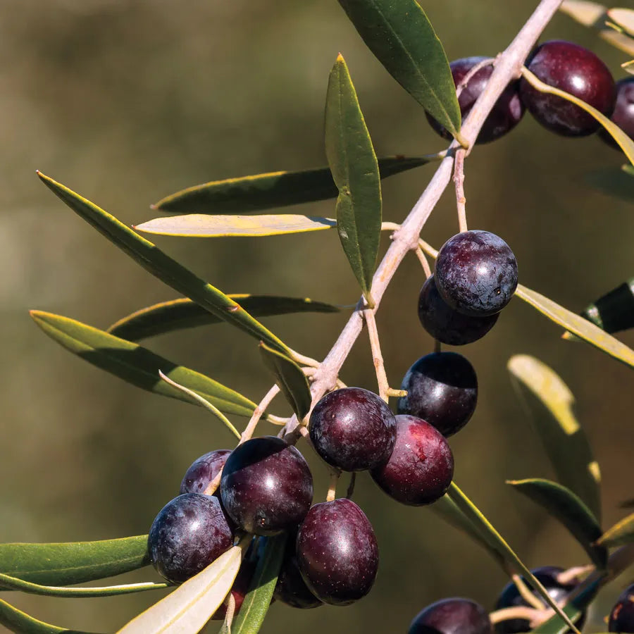 3 gal Arbequina olive