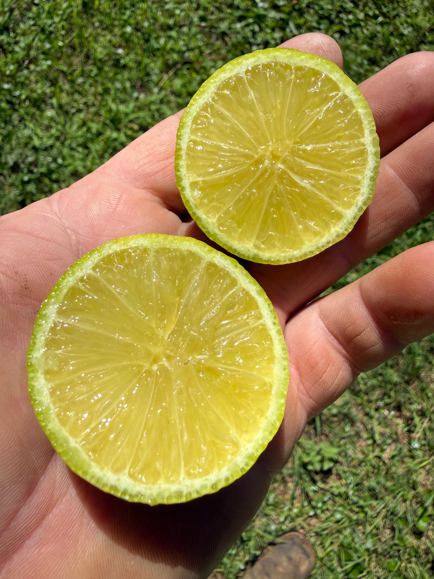 3 gal Milsweet Limetta
