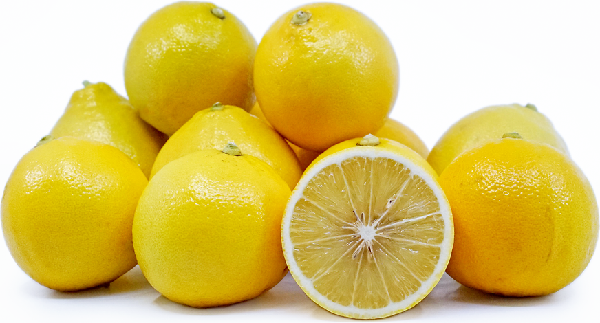 3 gallon bergamot