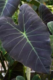 Coal miner elephant ear