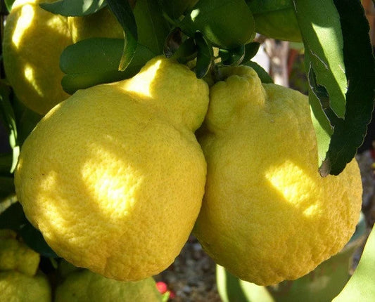 Sanbonkan super sweet lemon