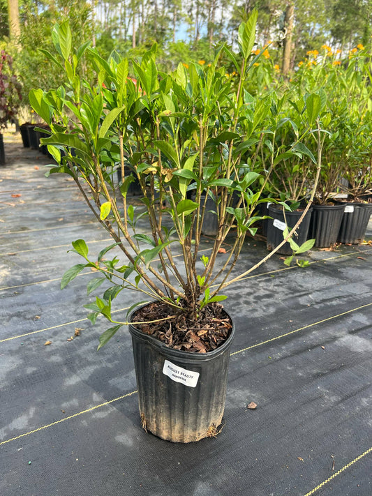 August beauty gardenia