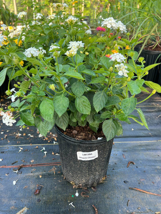 Bandito coconut lantana