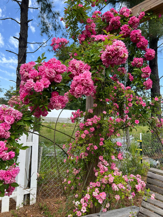Peggy Martin/Hurricane Katrina Rose