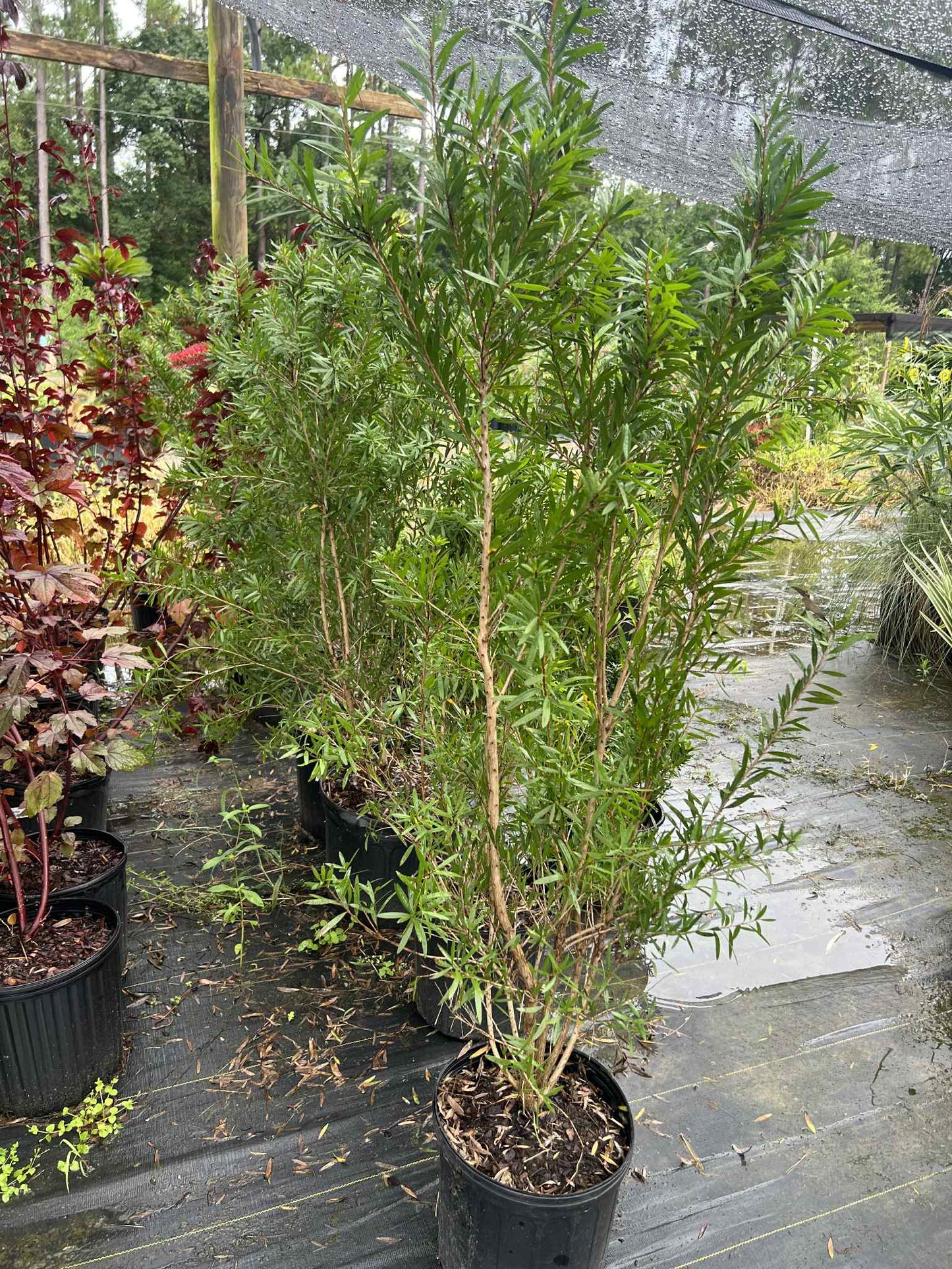 Bottlebrush shrub