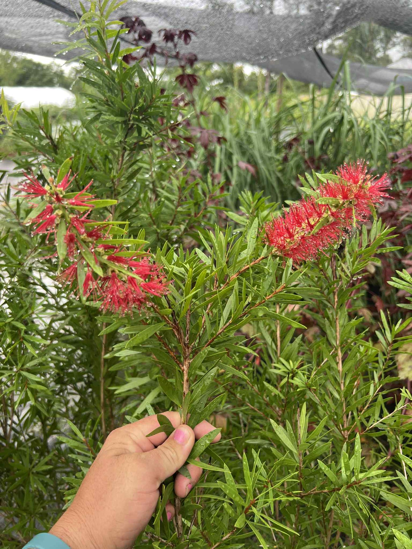 Bottlebrush shrub