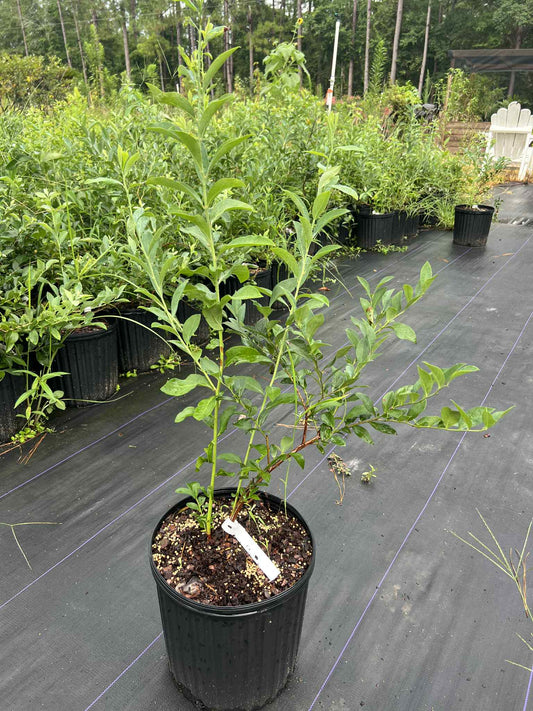 Brightwell rabbiteye blueberry