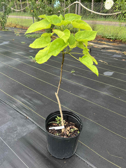 Catalpa aka catfish candy