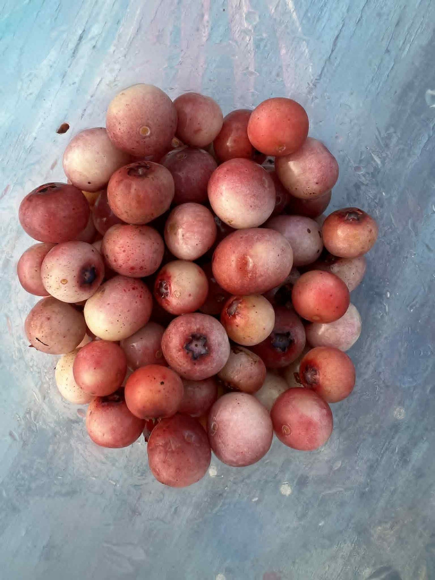 Florida Rose blueberry