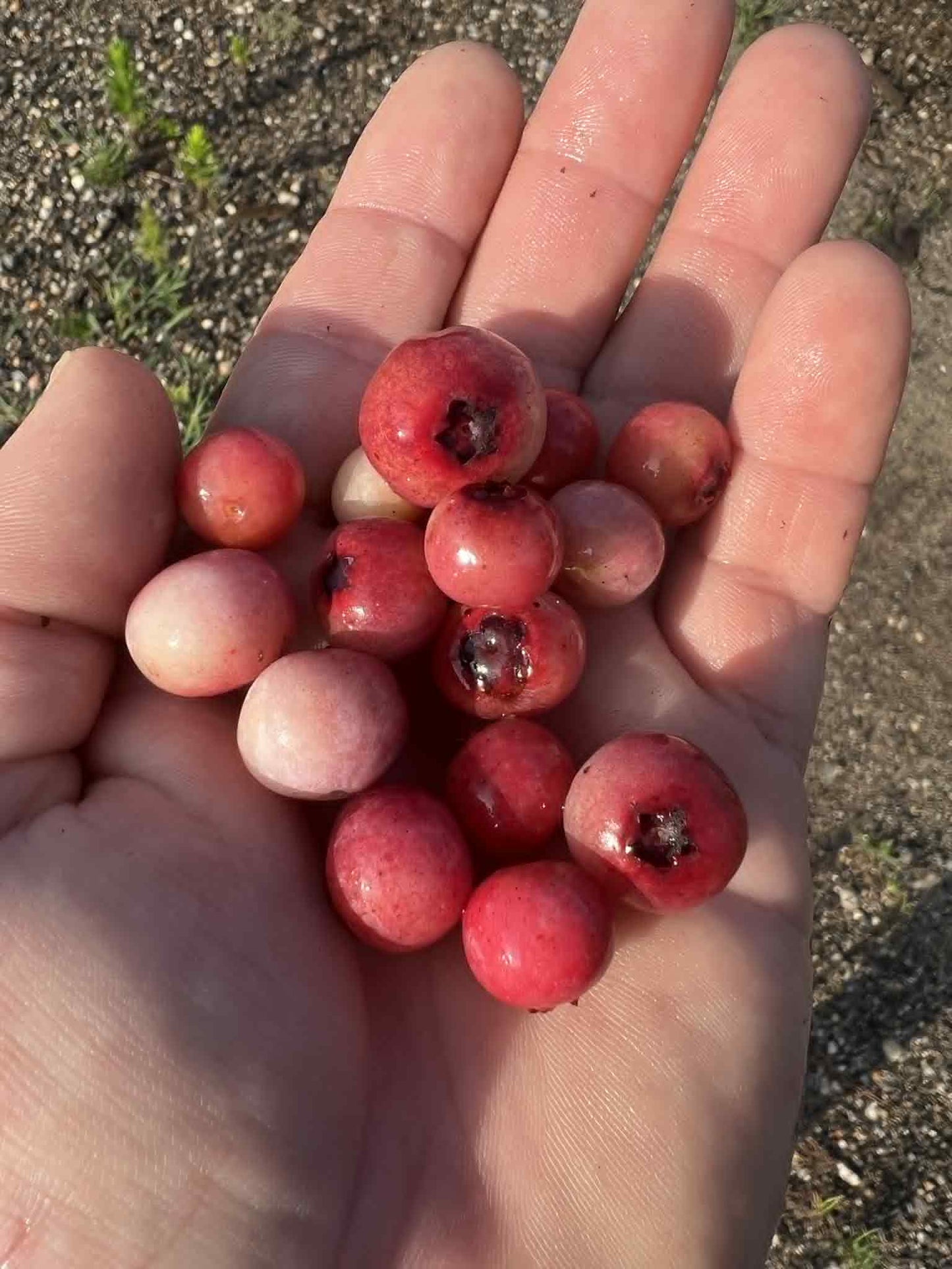 Florida Rose blueberry
