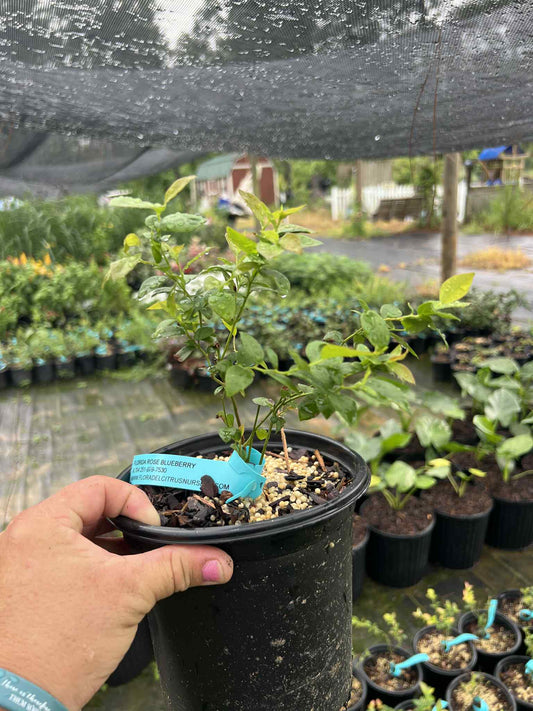 Florida Rose blueberry