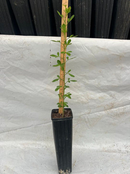 Swingle rootstock
