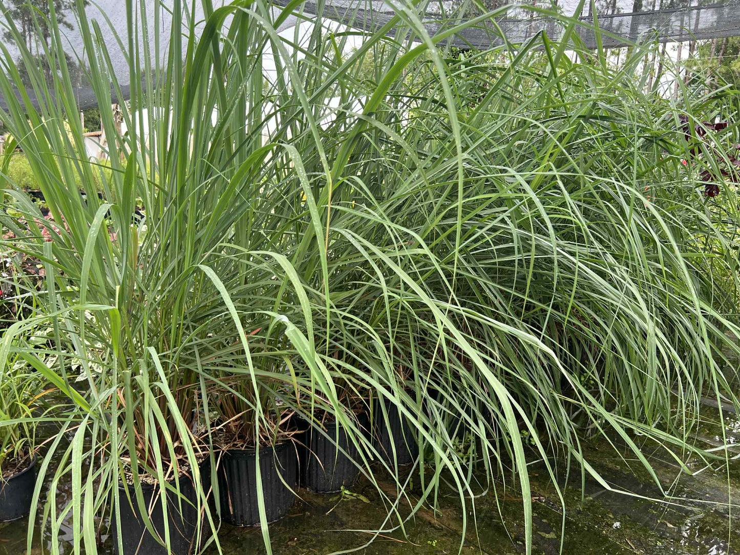 Lemongrass
