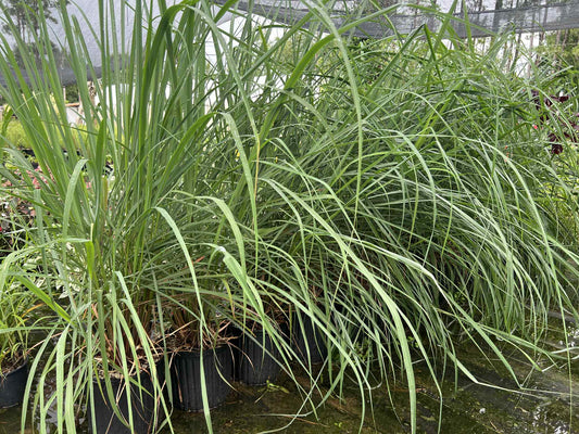 Lemongrass