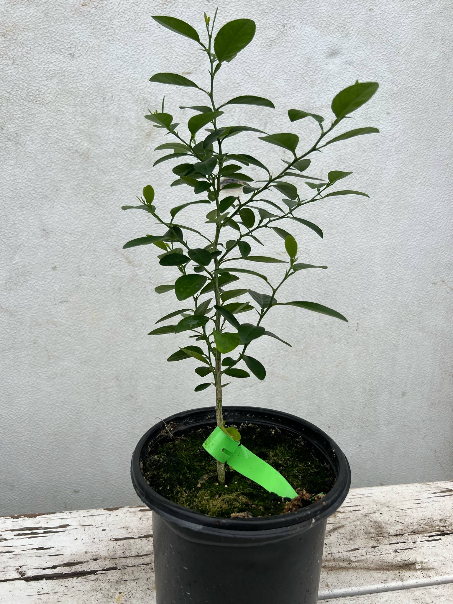Mexican Key Lime Tree β Floradel Citrus Nursery Store