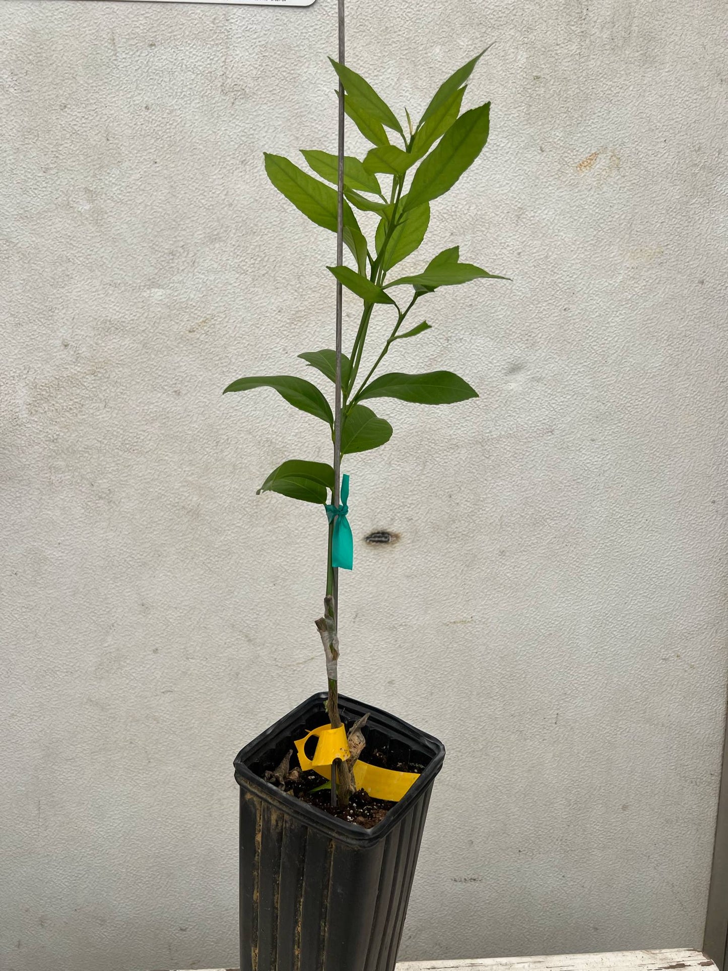 Meyer lemon