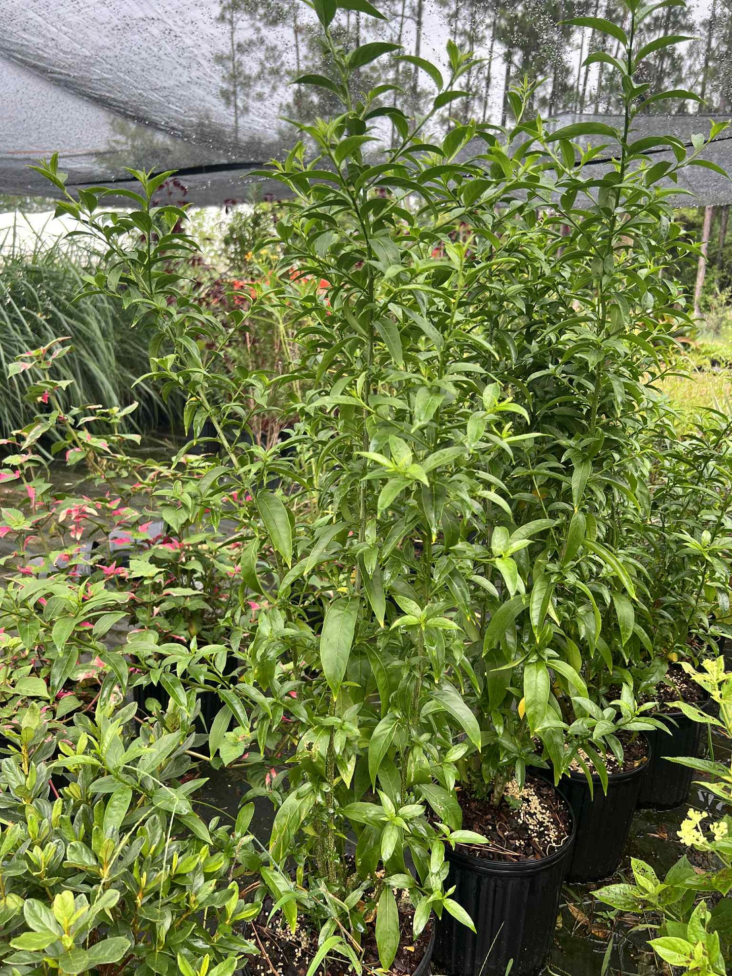 Night blooming jasmine
