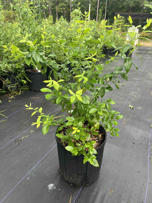 Optimus highbush blueberry
