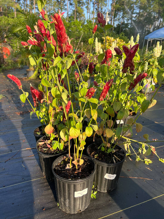 Red shrimp plant