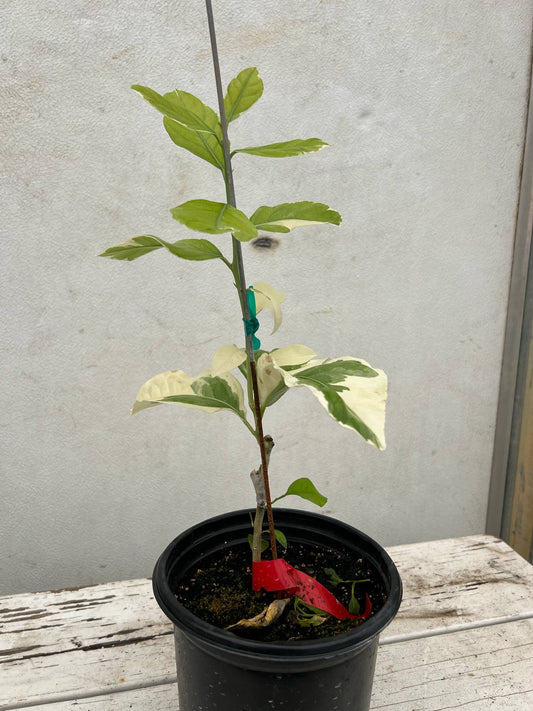 Variegated Pink Lemon Tree