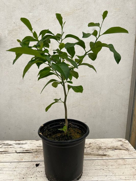 Volkamer Lemon Tree *Mother's Day Sale!*